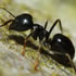Nématodes contre les fourmis decamp