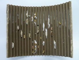 Bandes pièges de carton ondulé paraffiné pour éliminer les larves DECAMP