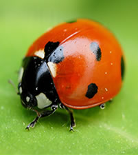 Insectes auxilaires Decamp