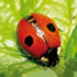 coccinelle Adalia bipunctata decamp