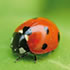 Coccinella septempunctata DECAMP