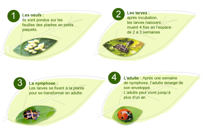 Résultat de recherche d'images pour "coccinelle développement"