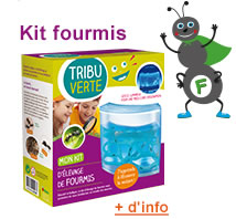 Kit fourmis